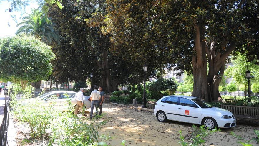 Técnicos del Ayuntamiento revisan los ficus de Floridablanca. Imagen de archivo.