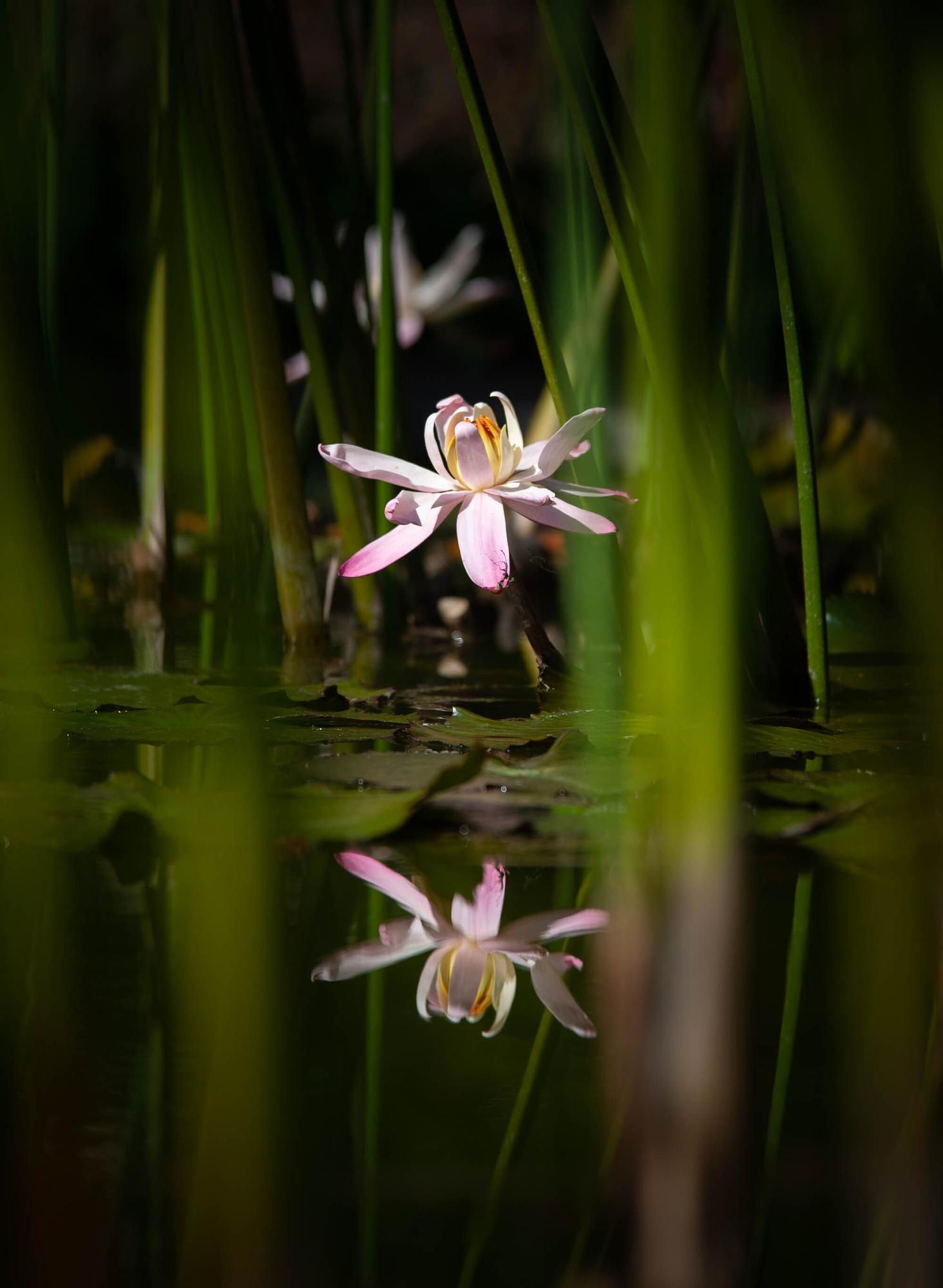 Reapertura Jardín Botánico