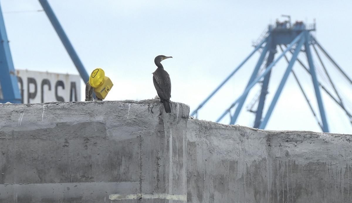 Cormoranes en los bloques de hormigón en Las Alcaravaneras Cormoranes en los bloques de hormigón en Las Alcaravaneras
