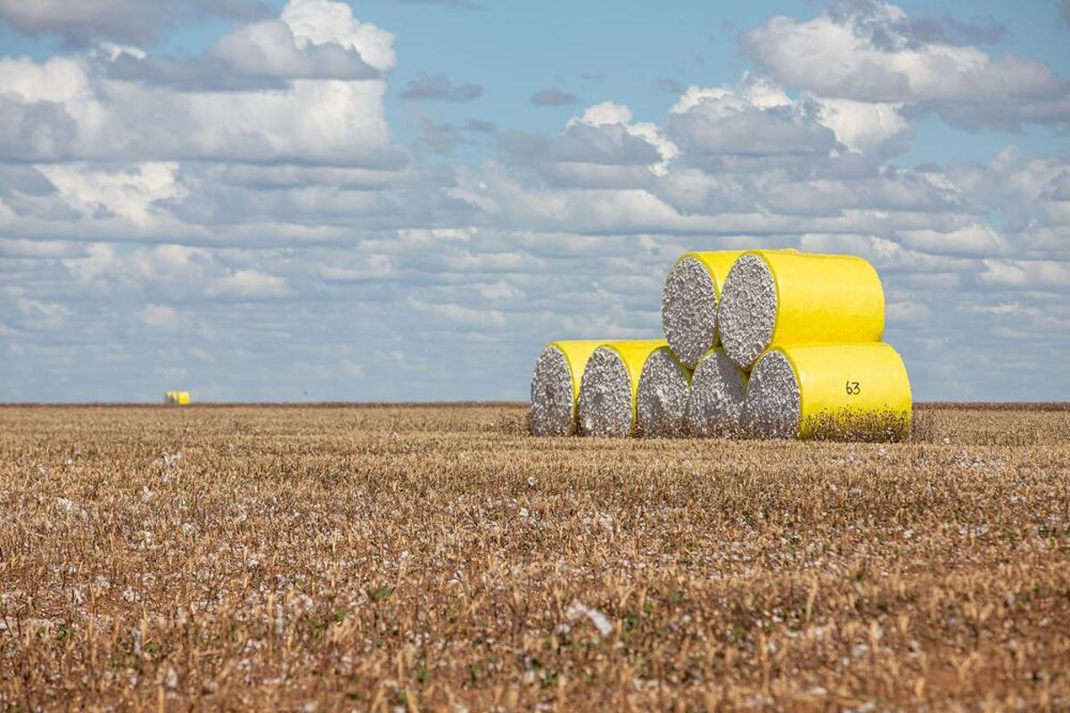 Algodón cosechado en Brasil, gran productor de este elemento