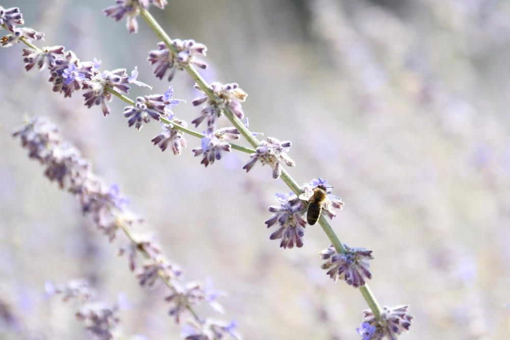 La avispa asiática es perjudicial para la salud de las abejas mallorquinas