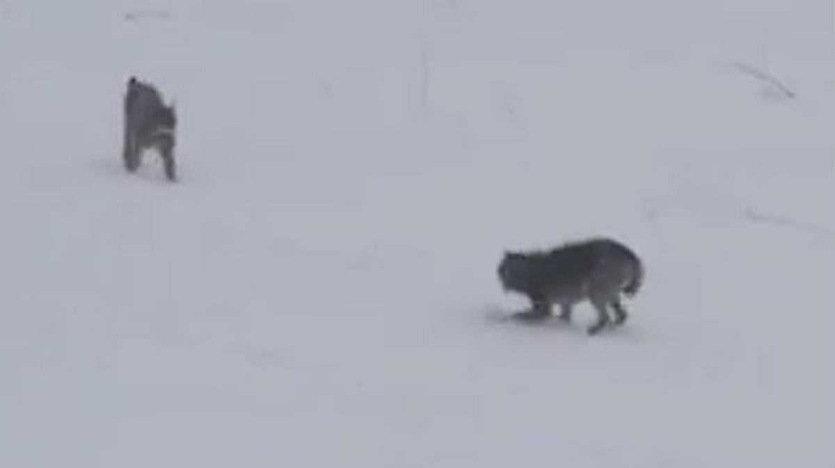 Un llop i un linx boreal es troben als boscos nevats de les muntanyes dels Carpats, a Polònia.
