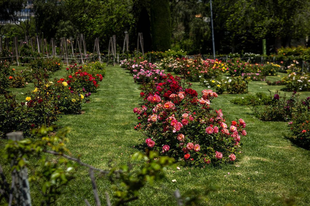 Rosales en flor en el parque de Cervantes.