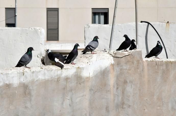 Casa abandonada llena de palomas en Ingenio