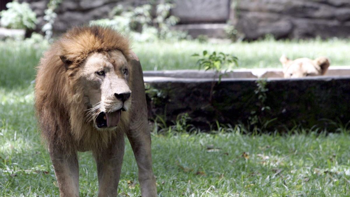 Buscan a un león en la sierra de Toledo con un helicóptero y drones tras recibir un aviso