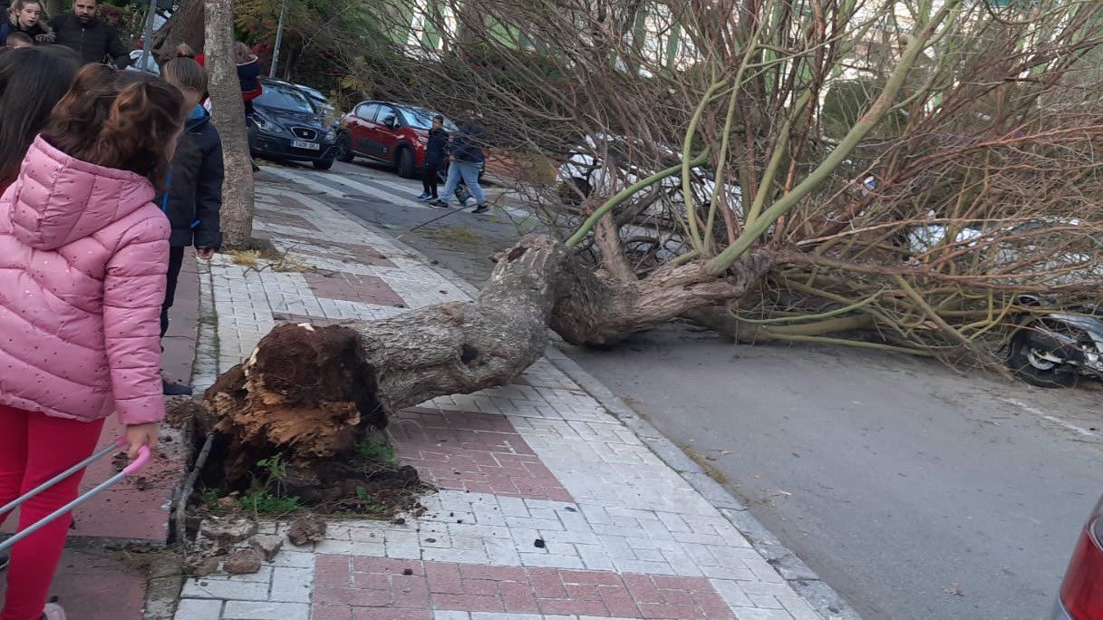 Árbol caído en la capital por el temporal de viento