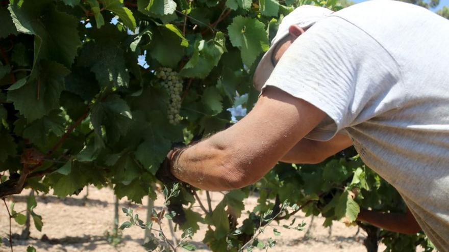 La DO Empordà avançarà gairebé una setmana la verema d’enguany