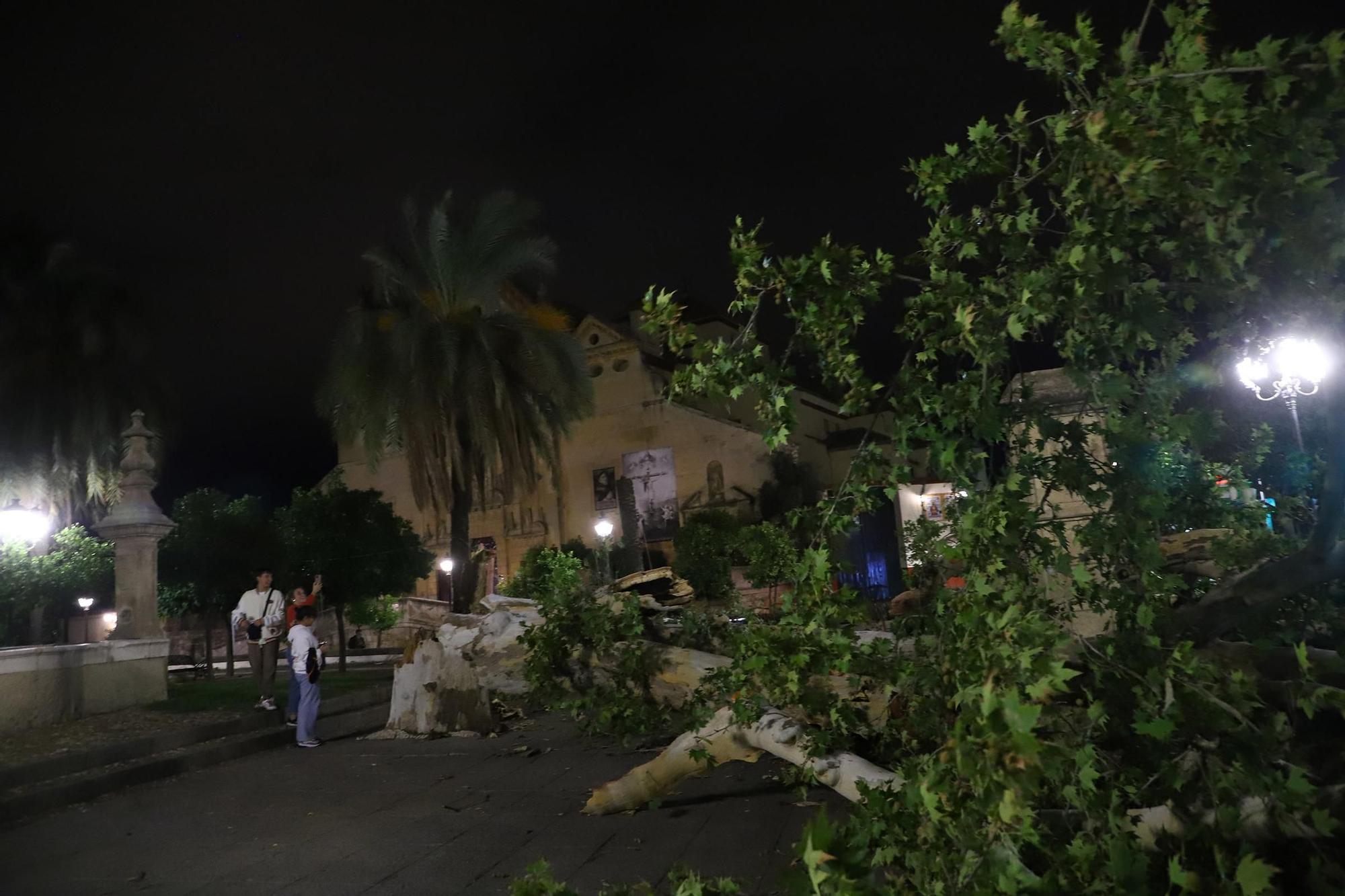 Los efectos del temporal en Córdoba, en imágenes