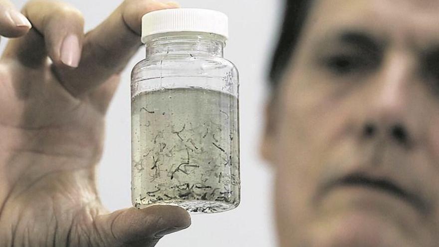Un doctor muestra un frasco con larvas del mosquito transmisor del virus del Zika.