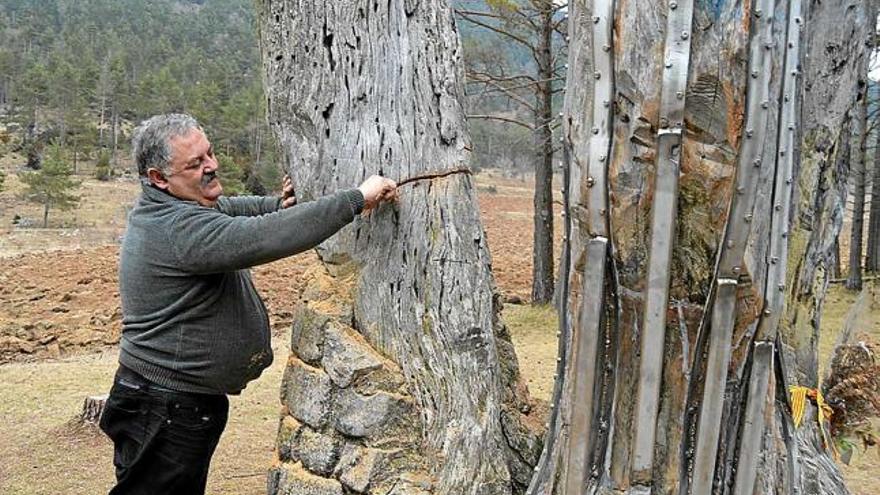 Un veí comprovant la profunditat del tall de la branca del Pi Vell, ahir a Castellar del Riu