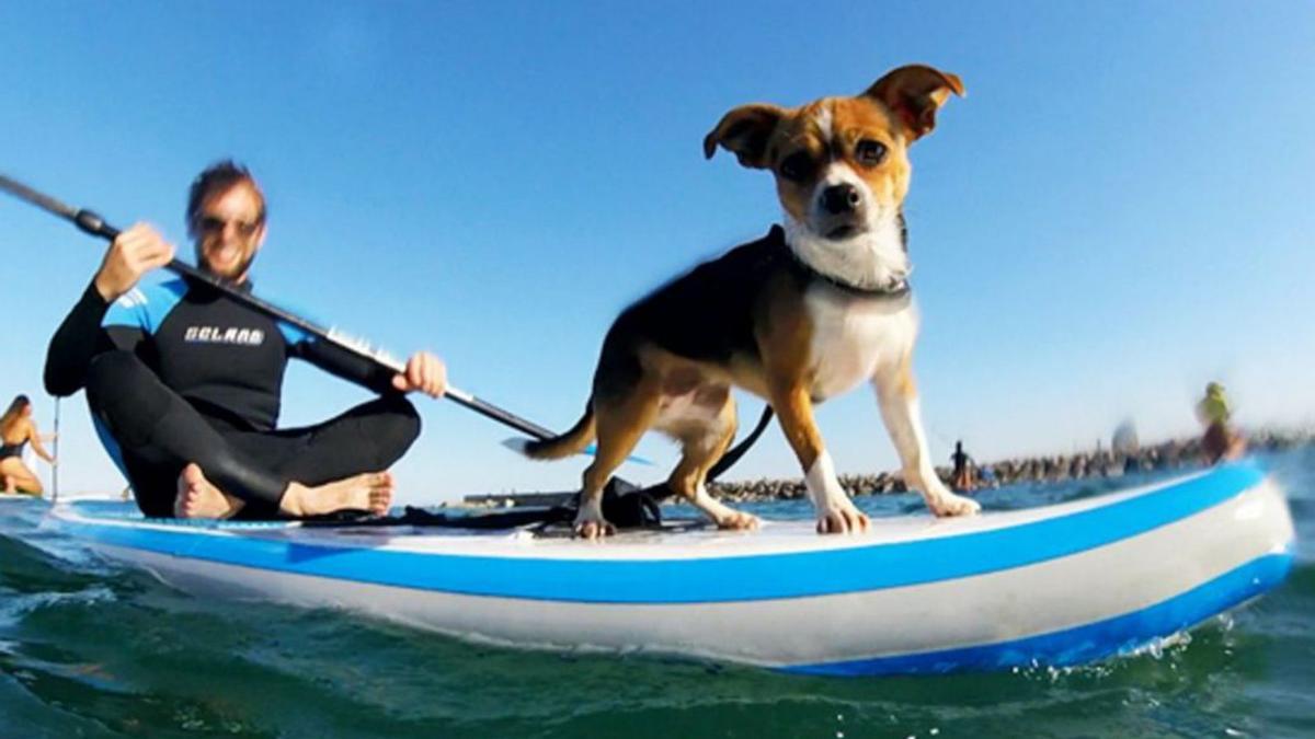 Una competición de surf para perros en Coronado Bay. | Efe