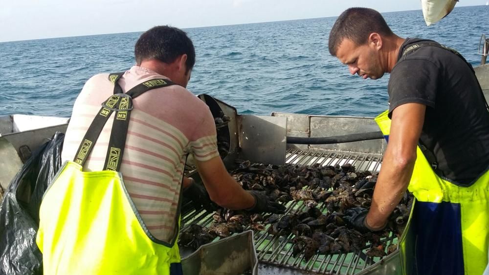 Así se pesca el mejillón malagueño