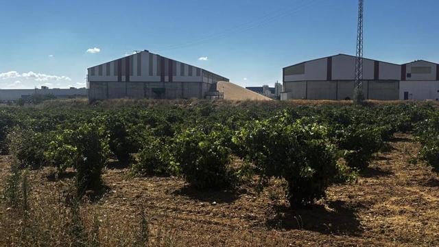Actual estado de las cepas en un viñedo a las afueras de la ciudad de Toro. | ALEJANDRO ESCOLANO