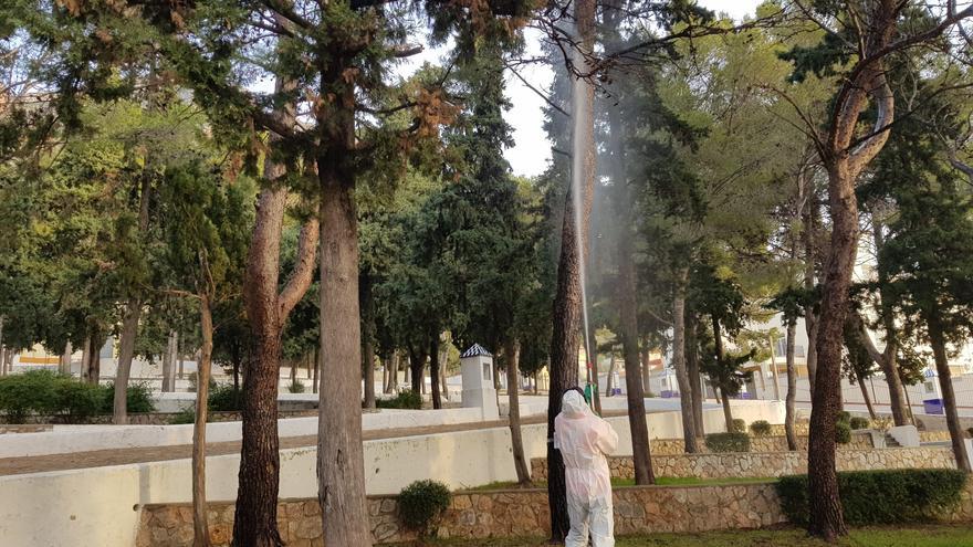 L&#039;Ajuntament de Tavernes de la Valldigna actúa contra la processionària del pi