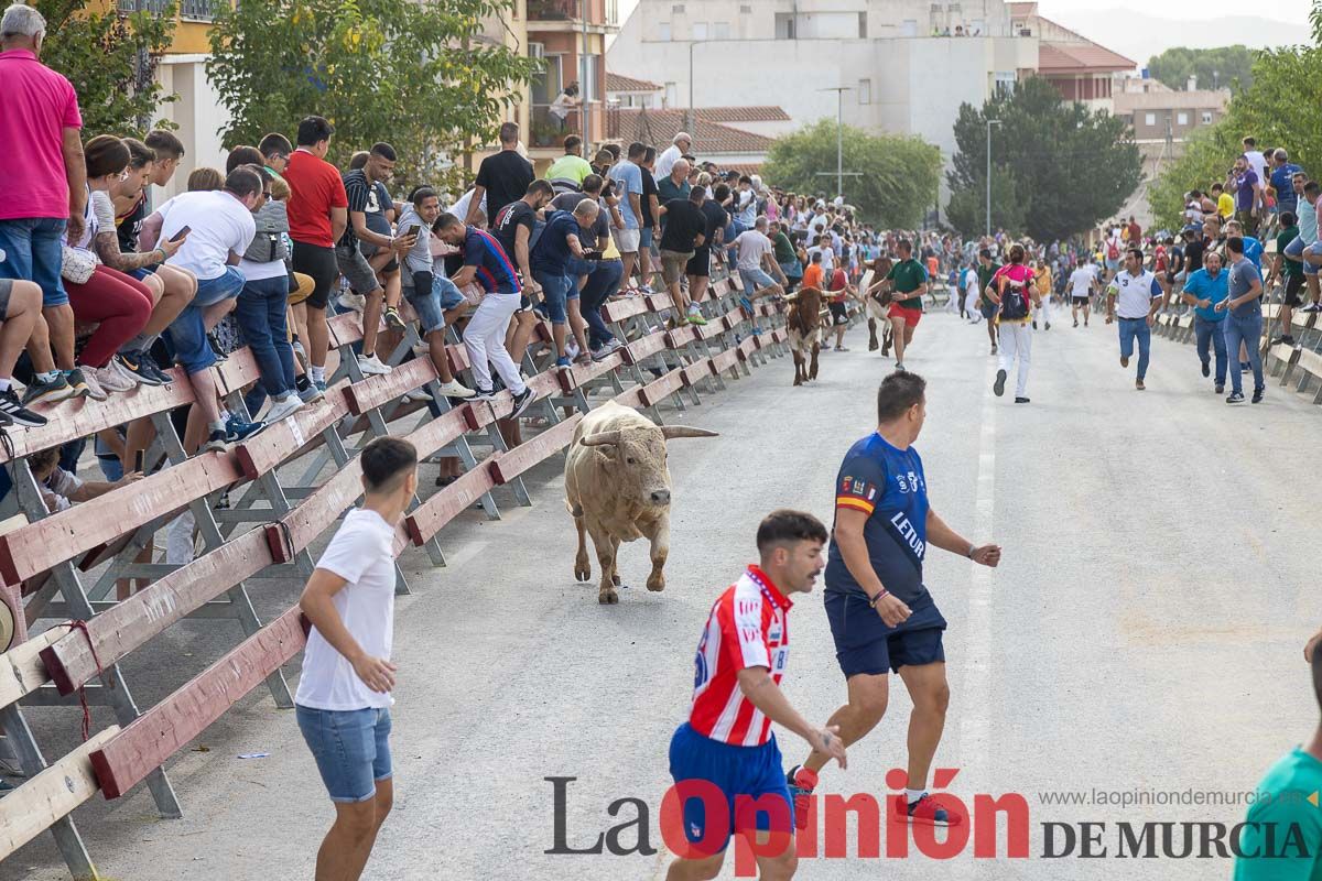 Segundo encierro de la Feria Taurina del Arroz en Calasparra