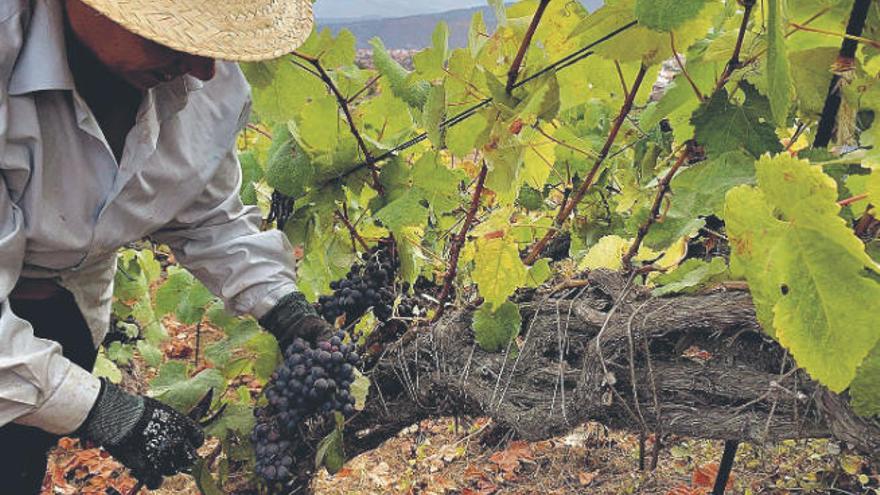 Labores de vendimia en terrenos del Valle de La Orotava.