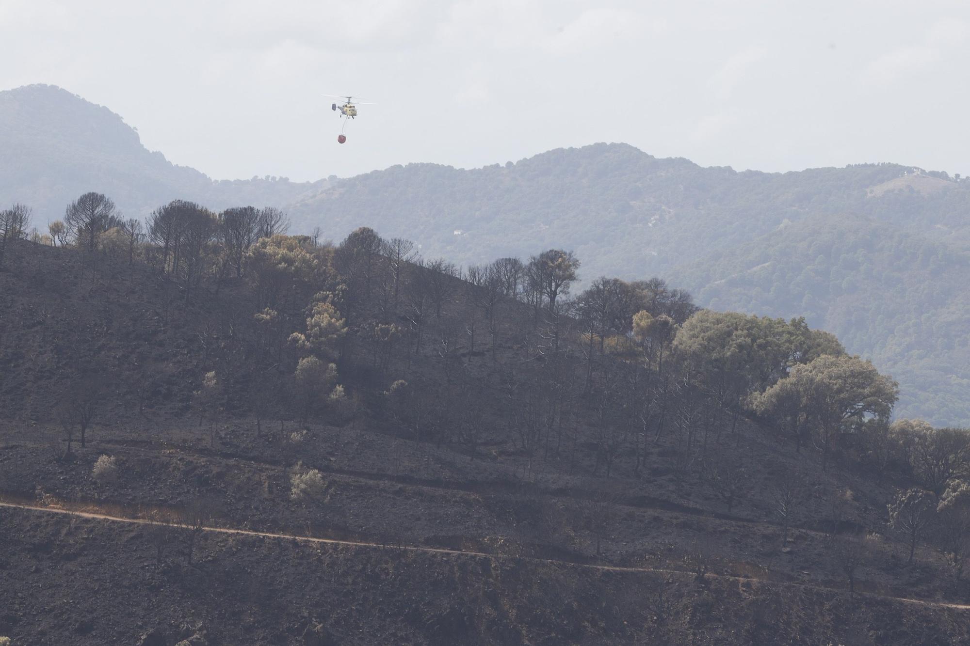 El Paraje de las Peñas Blancas en Estepona arrasado por el fuego