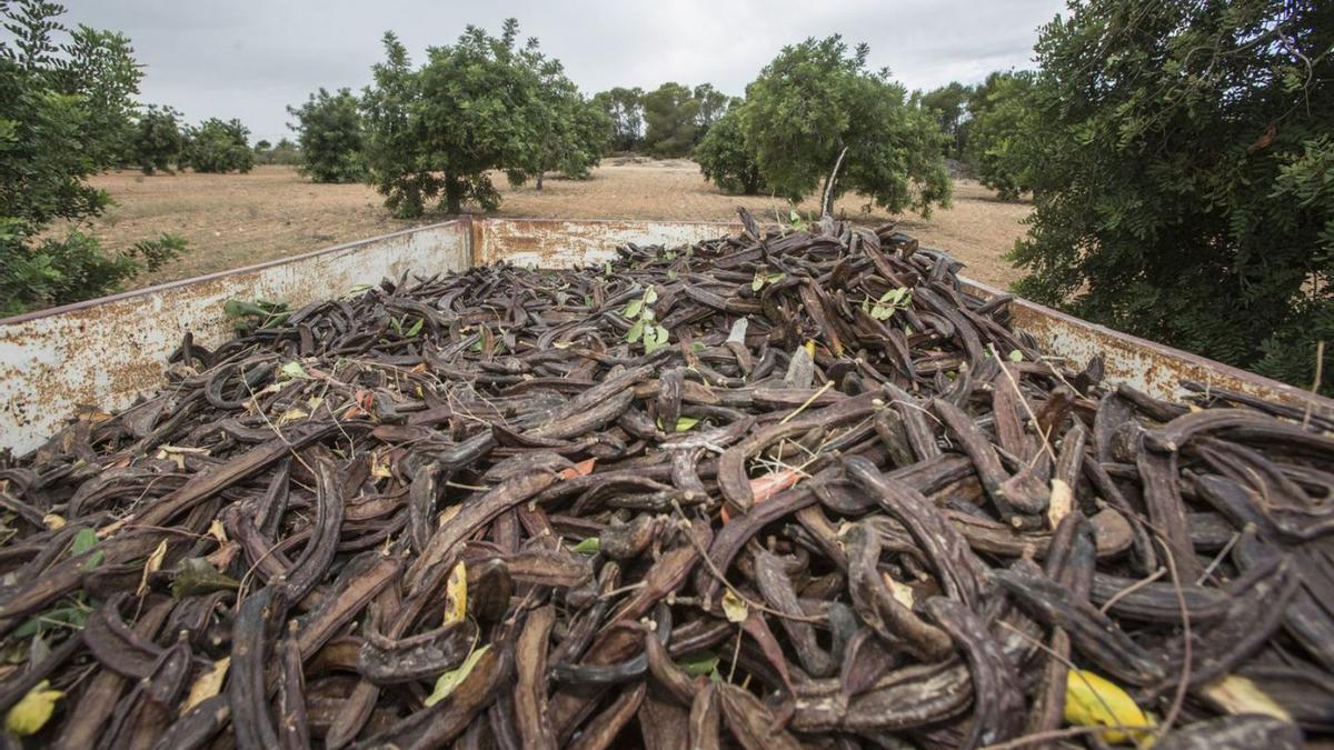 Un remolque cargado de algarrobas en un campo de cultivo. | PILAR CORTÉS