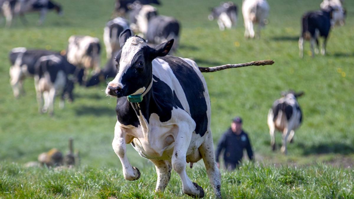 Vacas lecheras salen de su establo.