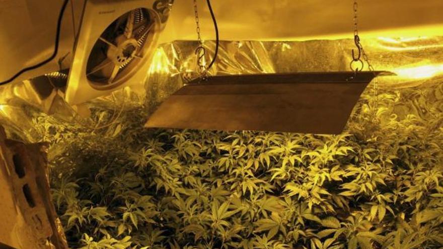 Hallan en Novelda una casa con 600 plantas de marihuana