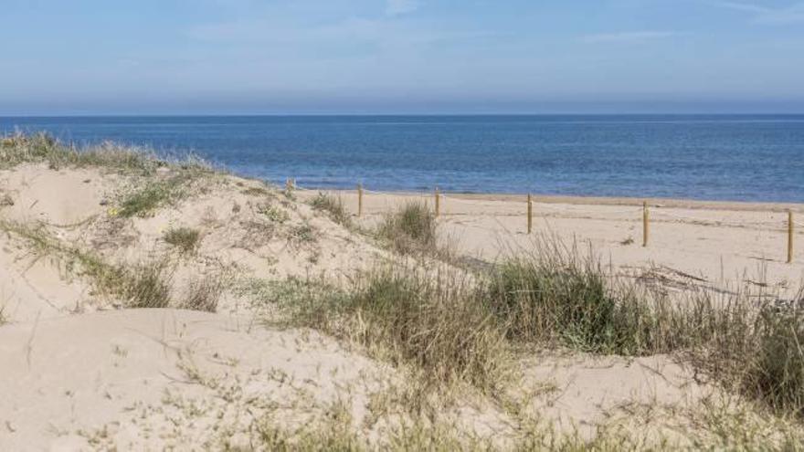 Postes instalados para la protección del cordón dunar de la playa de Oliva.