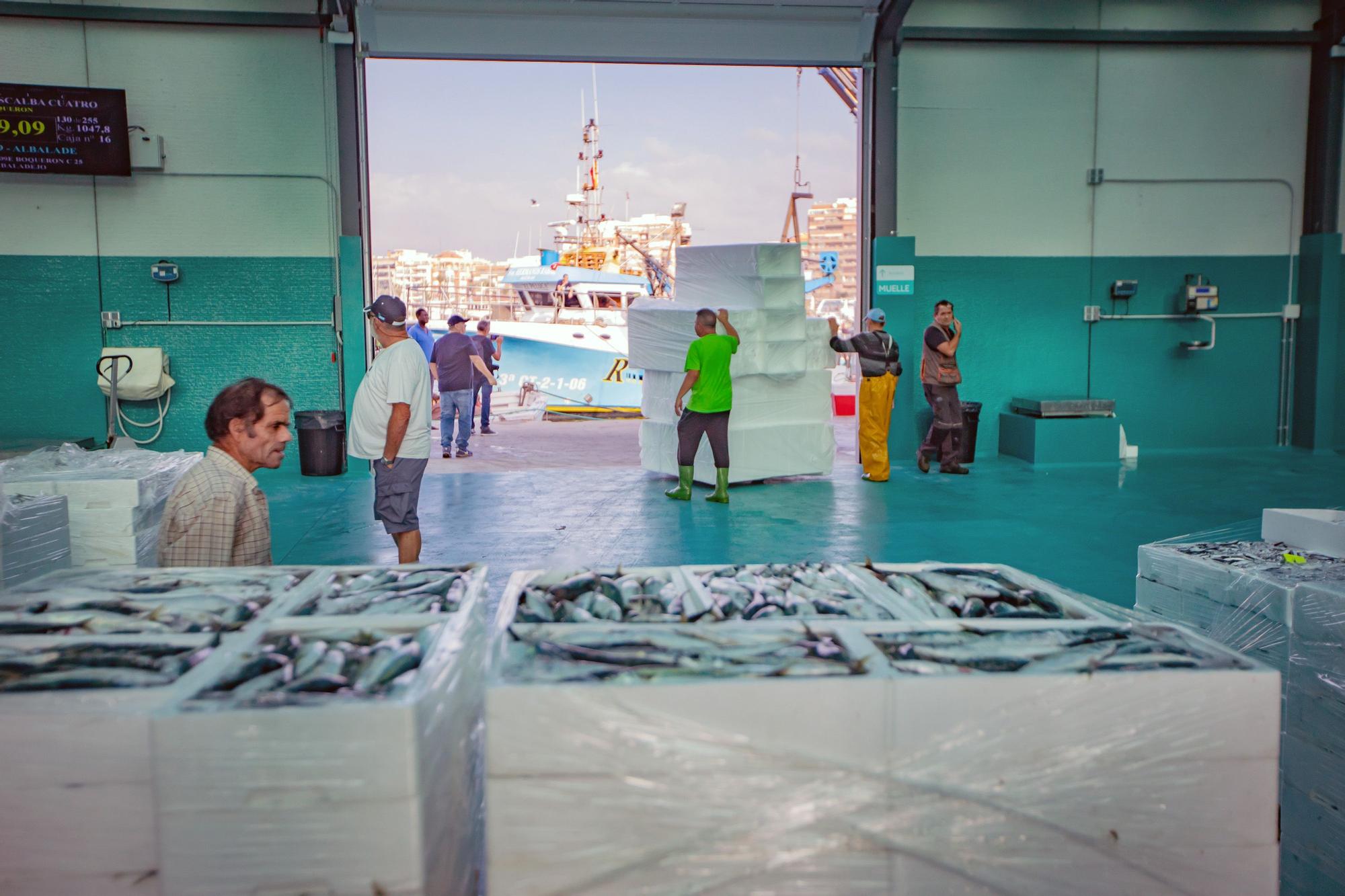 La subasta de la nueva lonja pesquera de Torrevieja se estrena con la venta de 13.000 kilos de boquerón y sardina