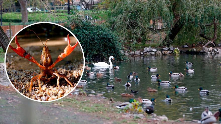 Instalan trampas en los estanques de Isabel la Católica para frenar la plaga de cangrejos rojos
