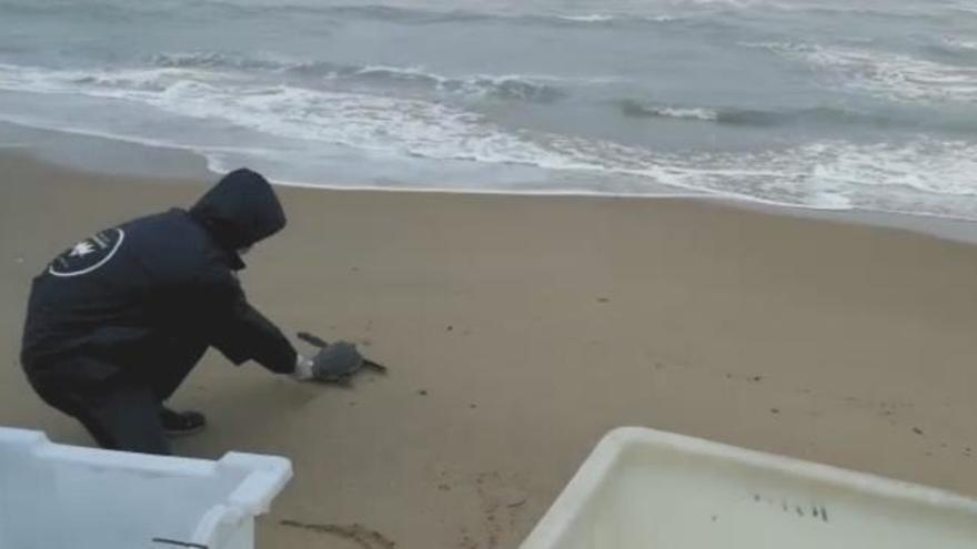 La Fundación Oceanogràfic devuelve al mar tres tortugas tras su recuperación