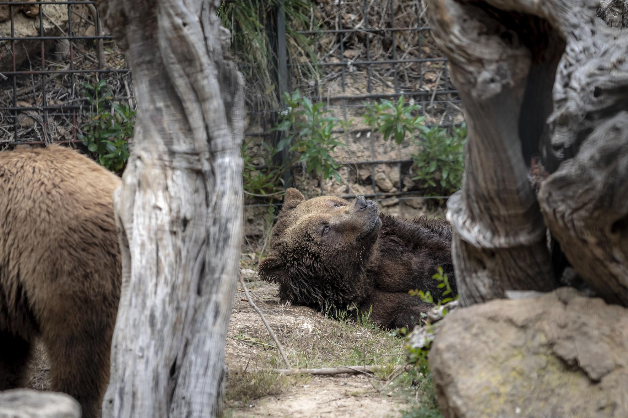 Los osos de Mallorca se reencuentran con su mamá humana