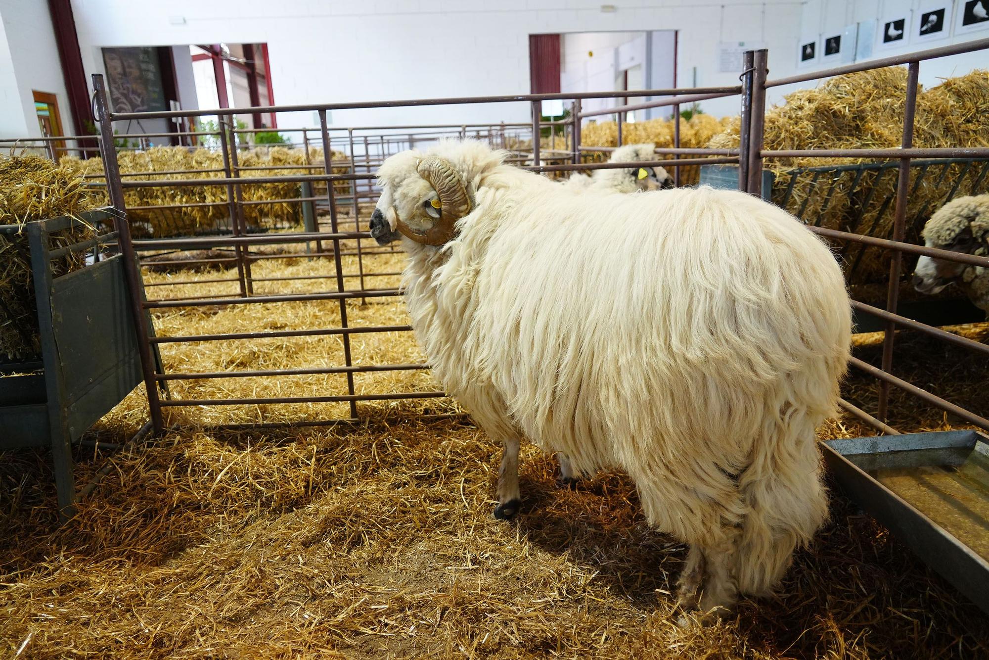 Inaugurada la Feria Agroganadera y Agroalimentaria de Los Pedroches