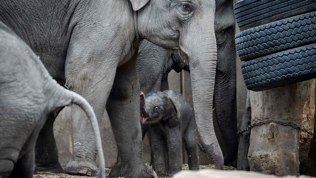 Una cría de elefante recién nacida pasea el zoo de Copenhague