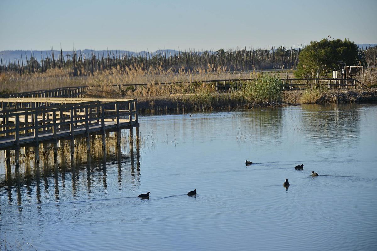 Aves acuáticas en el parque natural de El Hondo.