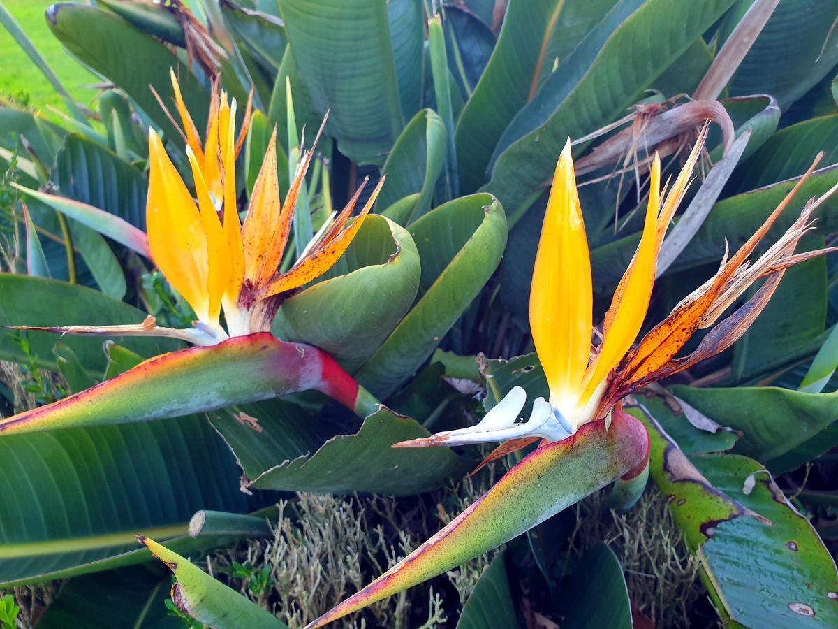 El mayor espectáculo del invierno florece en Castrelos