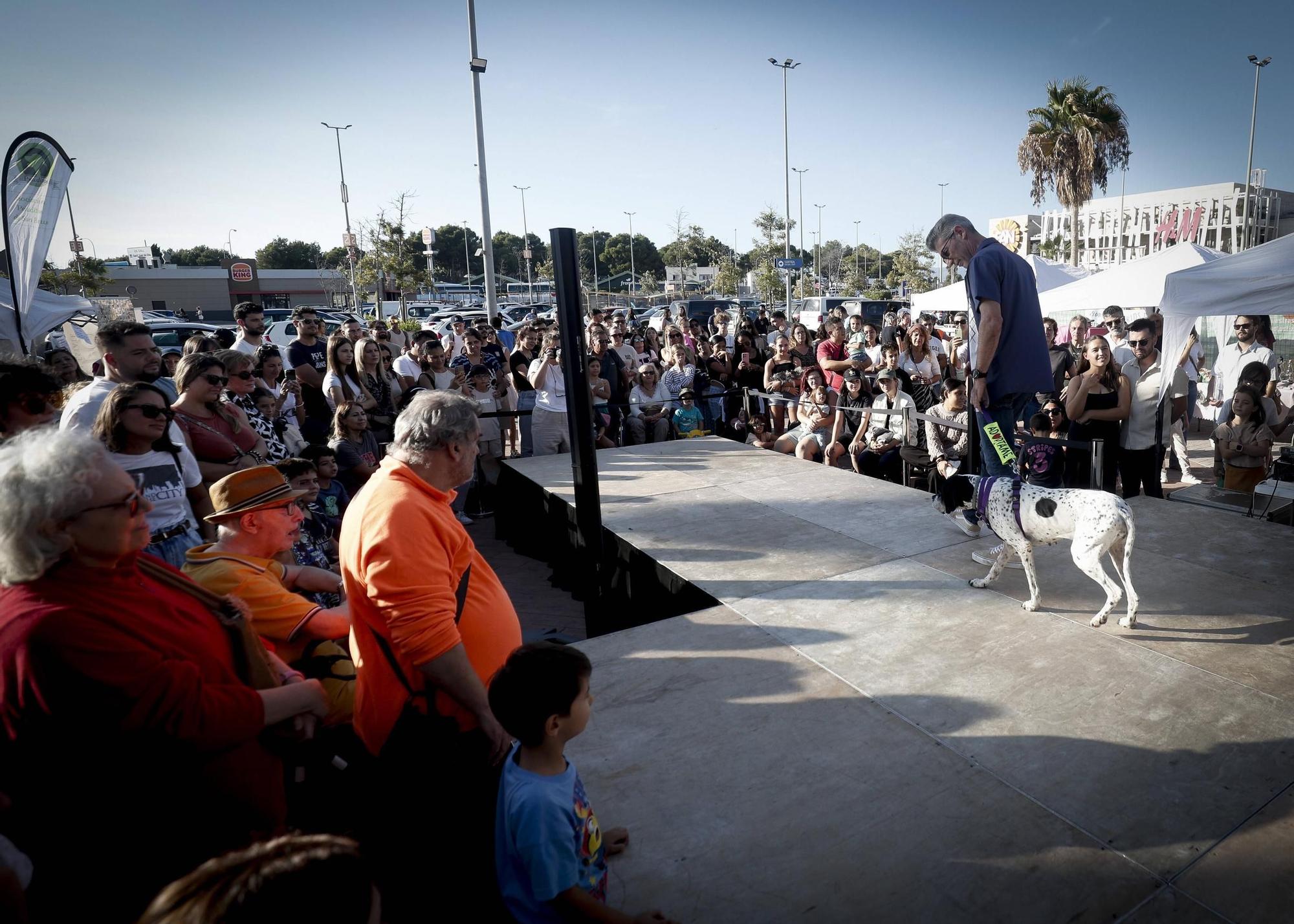 FOTOS | Desfile de Peluditos: Varios perros de Son Reus buscan un hogar