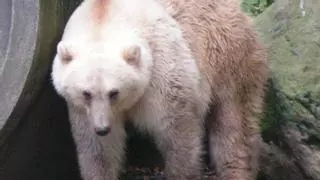 “Grolar” o “pizzly”: la ‘nueva especie’ de oso que ha aparecido por el cambio climático