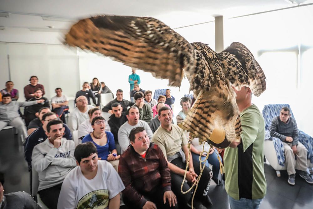 Aves rapaces forman parte de un programa educativo