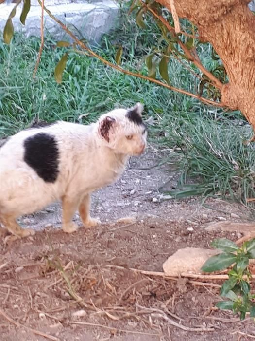 Tortura animal en el parque Requena