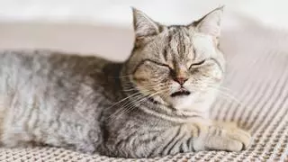 La razón por la que tu gato no deja de estornudar ahora que ha llegado la primavera (y cuándo deberías preocuparte)