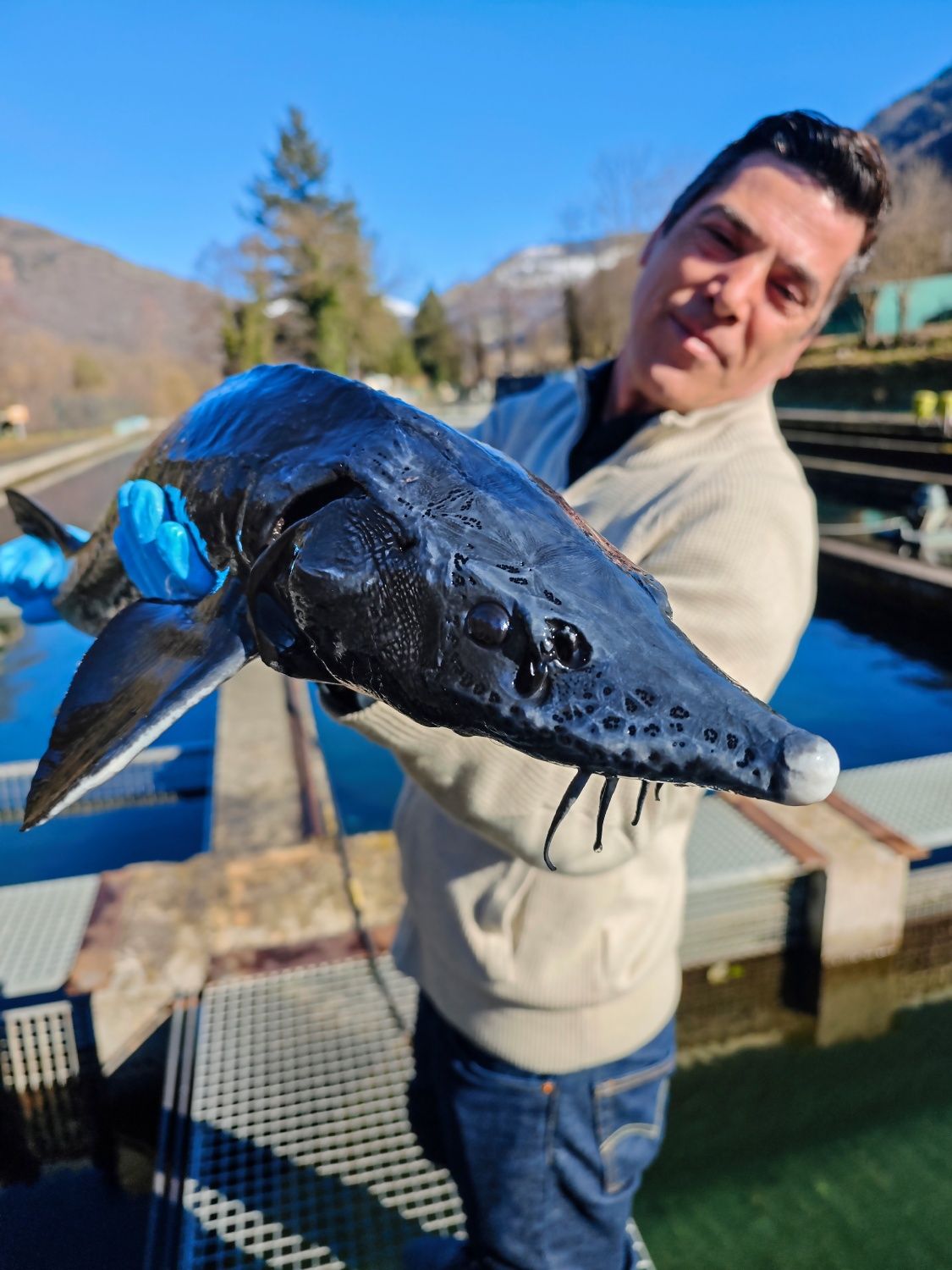 José Montagut, de caviar nacarii, muestra un esturión en la piscifactoria de les.