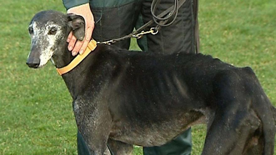 El cazador zamorano investigado por ahorcar a un galgo debe justificar el paradero de 20 perros