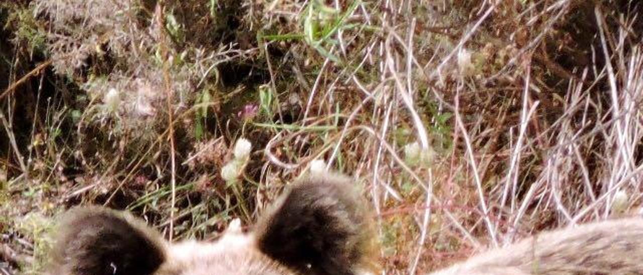 Un oso visto en Somiedo