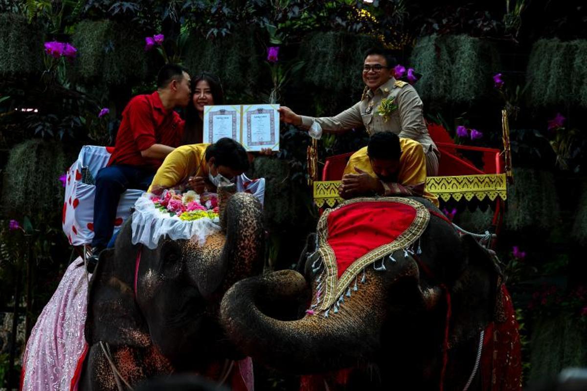 Ceremonia de firma de licencias de matrimonio en elefantes, el día de San Valentín, en el Jardín Tropical Nong Nooch en Chonburi, Tailandia