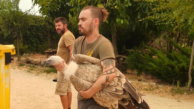 Un lince, un lobo y cuatro buitres, a salvo tras el rescate de Safari Madrid: "El fuego se les echaba encima"
