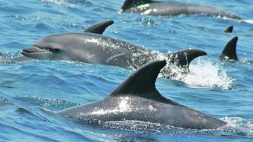 Delfines mulares en aguas del Cañón de Avilés.