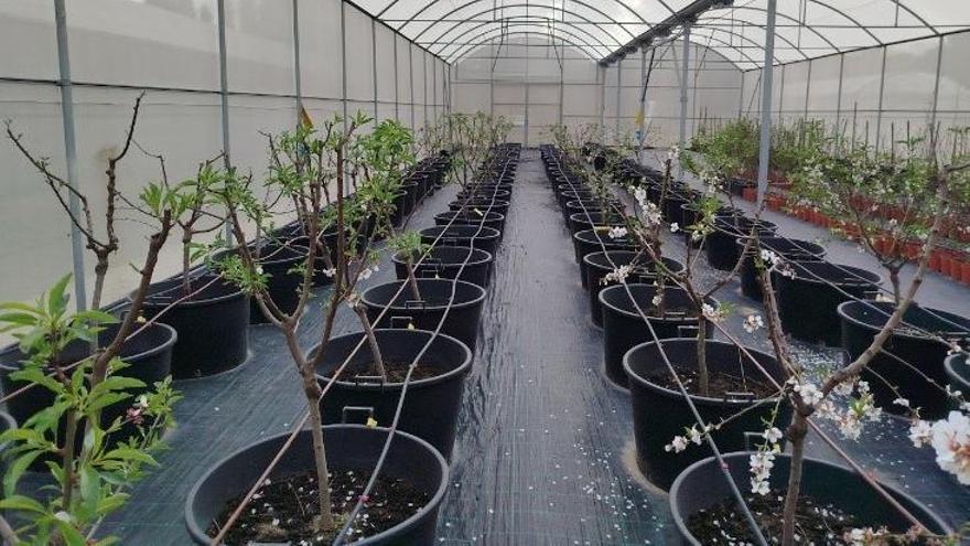 Baleares rescata su patrimonio del almendro: el Govern sanea más del 70% de las variedades infectadas por Xylella