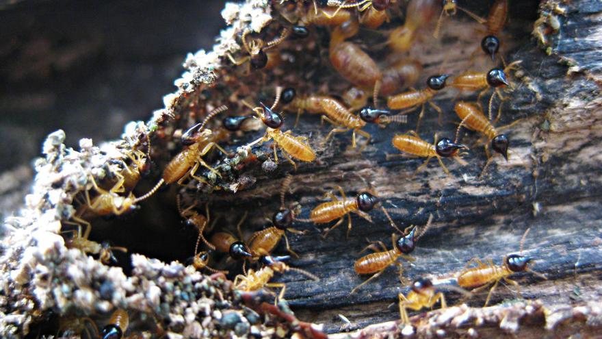 Descubren una forma ecológica y eficaz de eliminar termitas: un compuesto natural llamado pineno