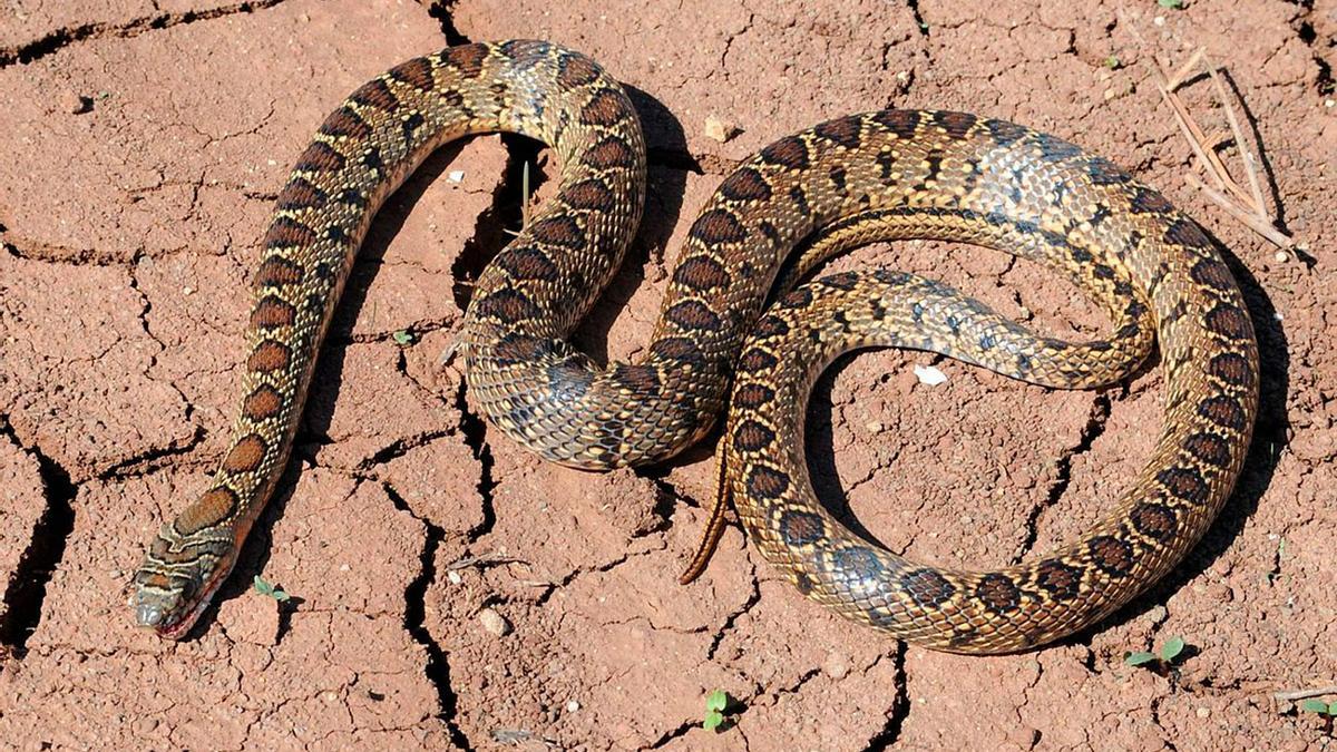 Una serpiente de herradura.