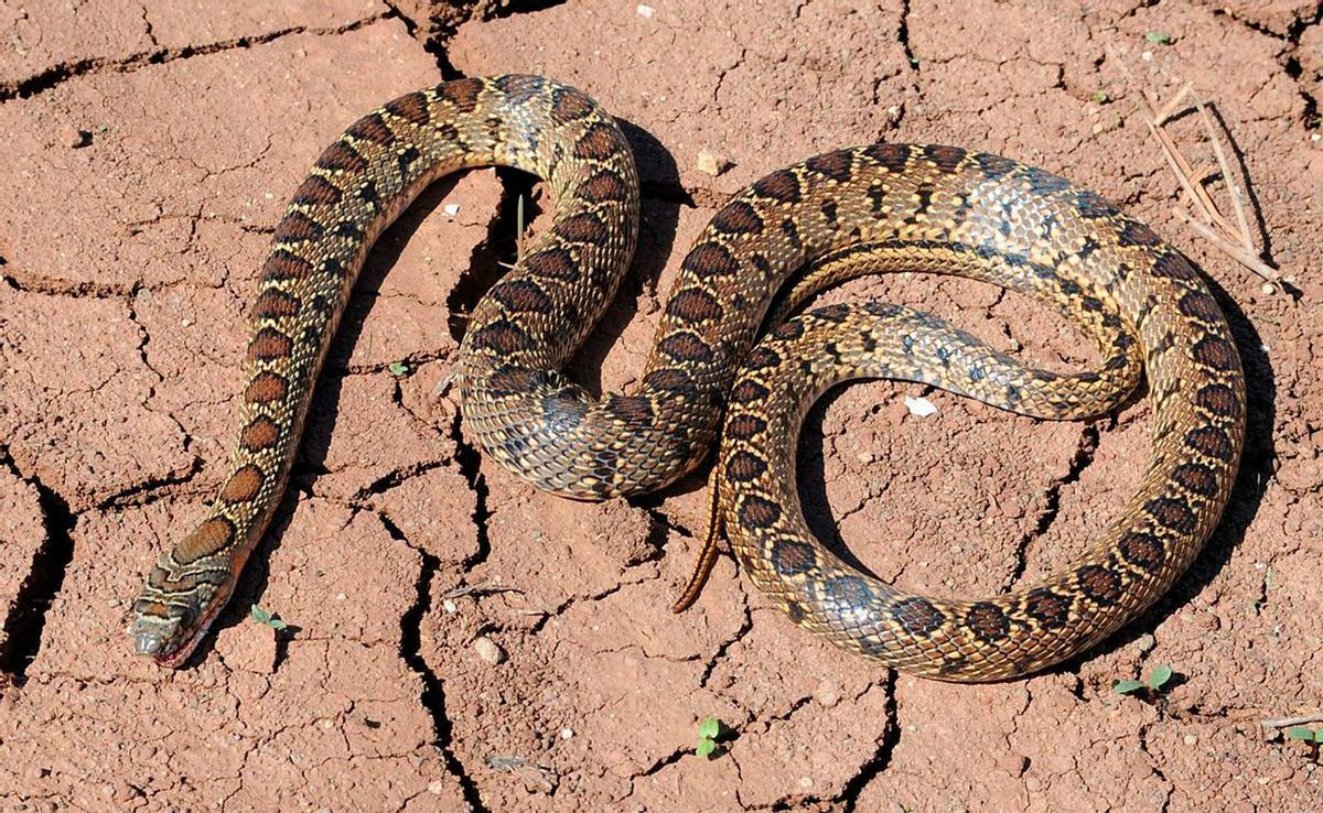 Una serpiente de herradura.