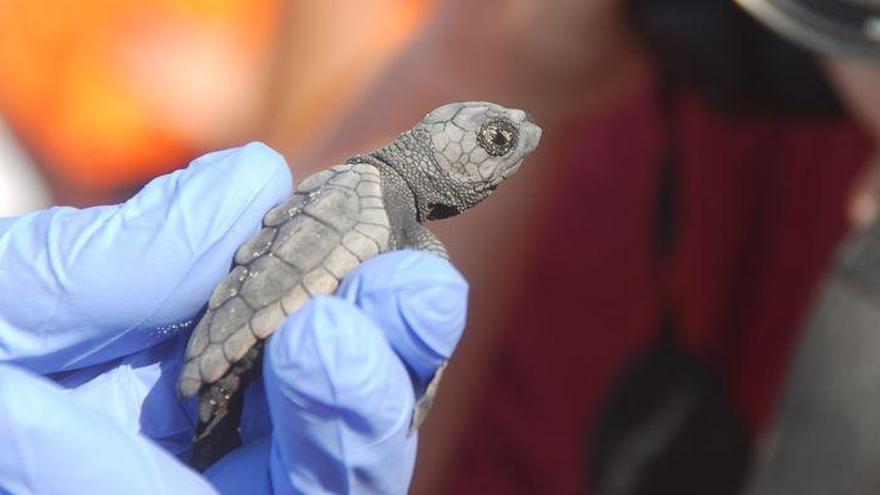 La quinta puesta de huevos de tortugas marinas procedentes de Castellón, a punto de nacer