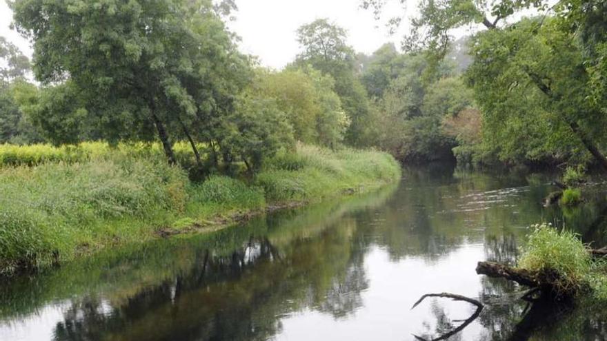 El río Umia, a su paso por Meis, y en el cuadro, la especie invasora detectada en Caldas. // Noé Parga